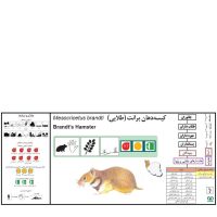  گونه هامستر طلایی برانت Brandts Hamster